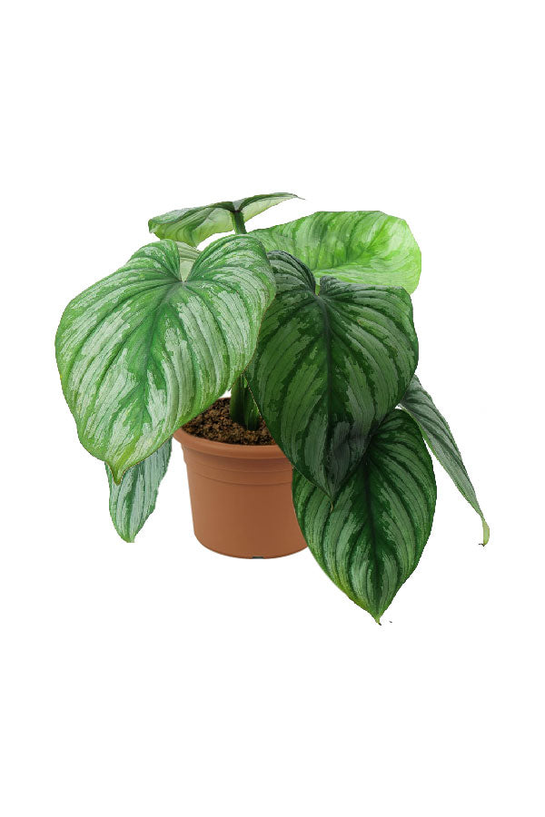 Silver Leaf Philodendron - Philodendron Mamei - Plantsworld.ae