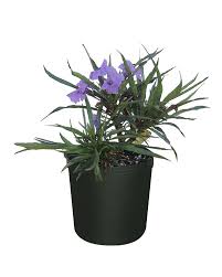Ruellia - Ruellia Simplex - Plantsworld.ae