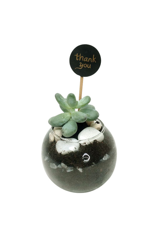 The Queen’s Plant - Succulent With Glass Bowl - Plantsworld.ae