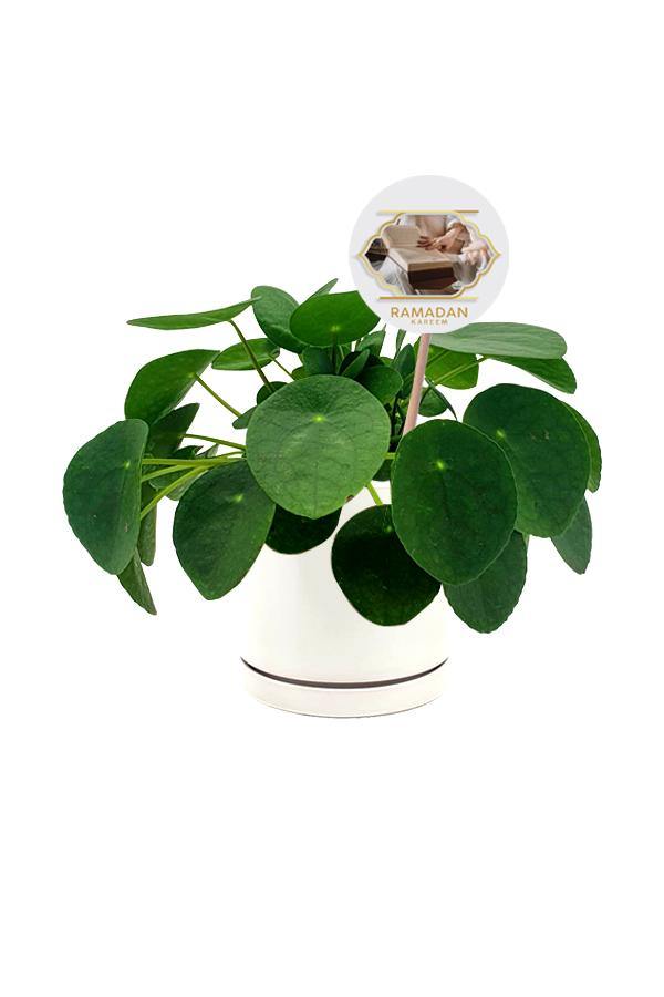 Chinese Money Plant in white ceramic pot with Ramadan Wishes Quote.