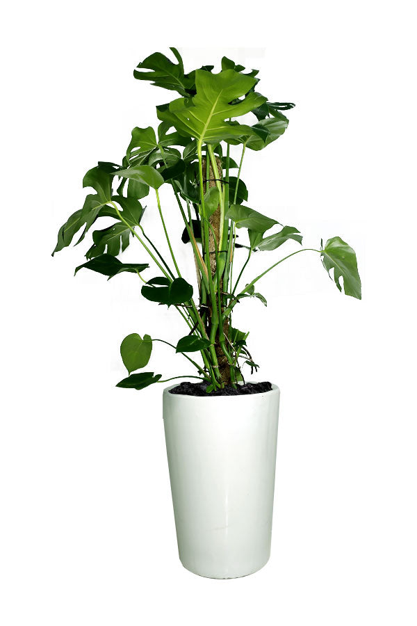 Monstera - Monstera Deliciosa - Office Plant - Plantsworld.ae