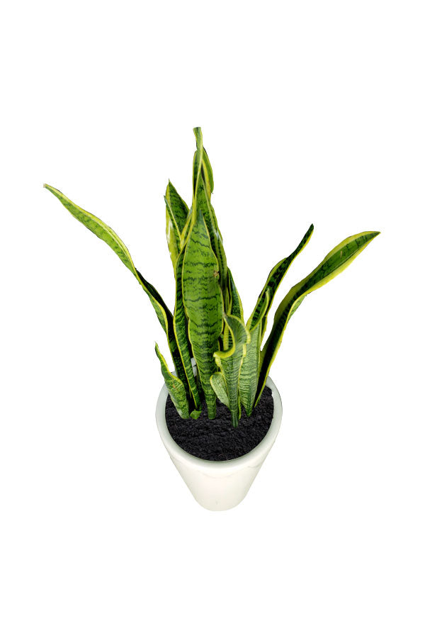 Snake Plant - Sansevieria Trifasciata - Office Plant - Plantsworld.ae