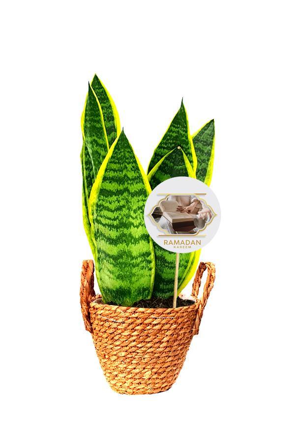 Snake Plant in a coir rope pot with Handle and a Ramadan Greeting quote .