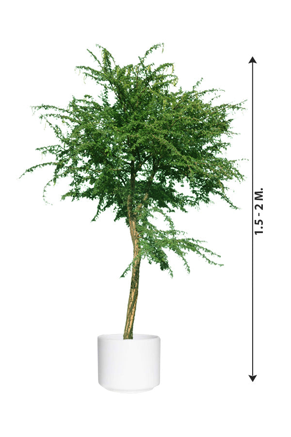 Gum Arabic Tree ( Vachellia Nilotica ) - Acacia Arabica - Plantsworld.ae