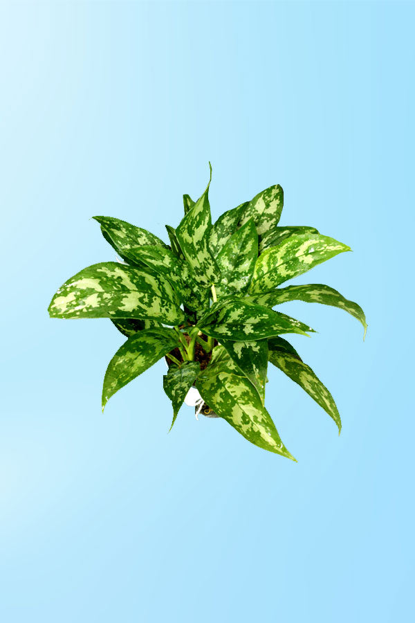 Aglonima mariya With Wrap - Timeless Gift for Moms & Women - Plantsworld.ae