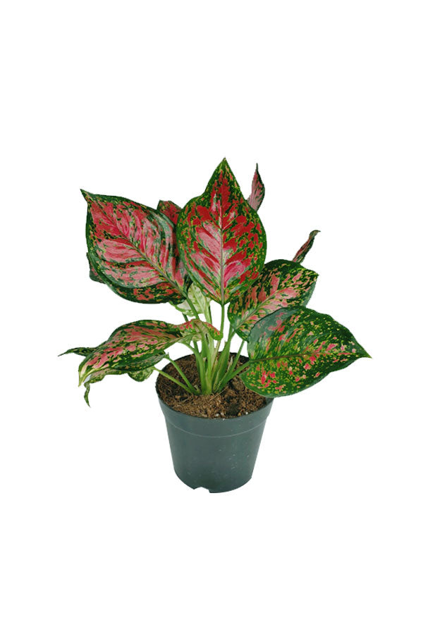 Aglaonema Star - Spotted Star - Plantsworld.ae