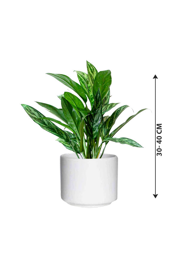 Chinese Evergreen - Aglaonema Cory - Plantsworld.ae