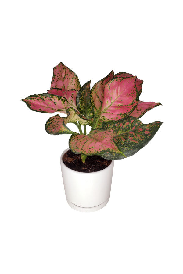Aglaonema Pinkie - Air Purifying Indoor Plant with pink leaves, available for sale at Plantsworld.ae
