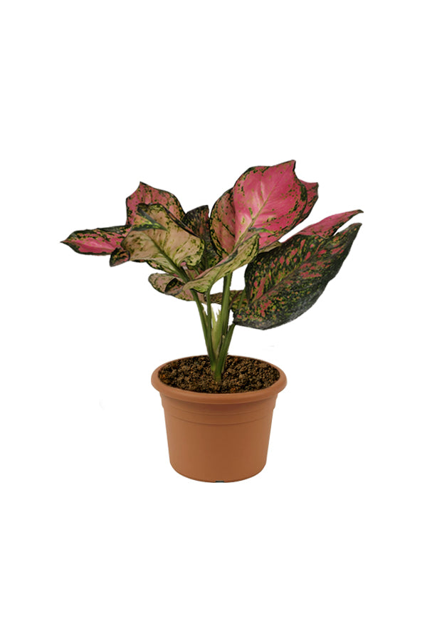 Aglaonema Pinkie - Air Purifying Indoor Plant - Plantsworld.ae