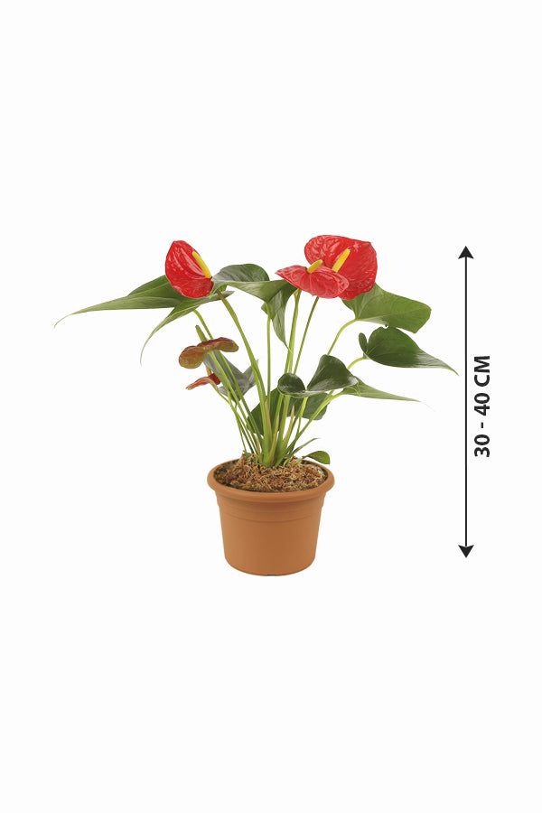 Anthurium - Flamingo Flower - Plantsworld.ae
