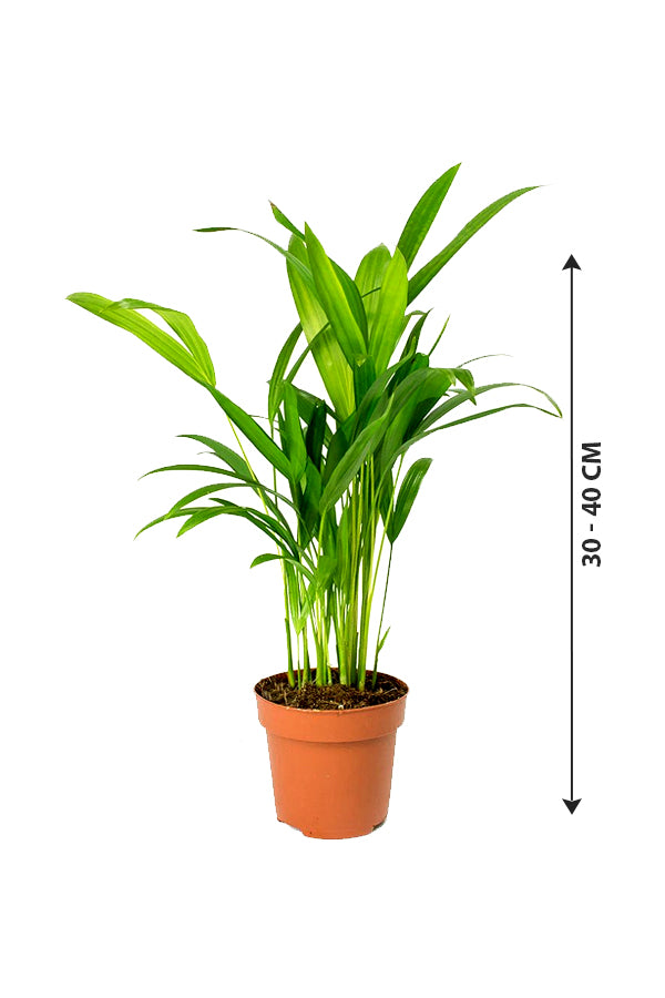 Areca Palm Small - Chrysalidocarpus Lutescens - Plantsworld.ae