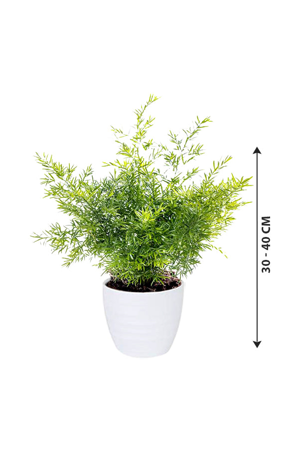 Asparagus Fern - Climbing Fern - Plantsworld.ae