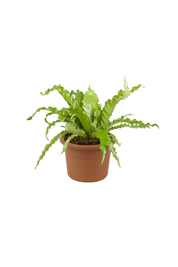 Birds Nest Fern - Asplenium Antiquum - Plantsworld.ae