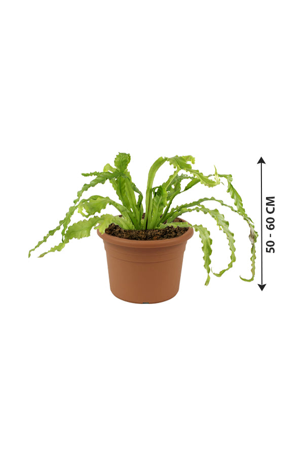 Birds Nest Fern - Asplenium Antiquum - Plantsworld.ae