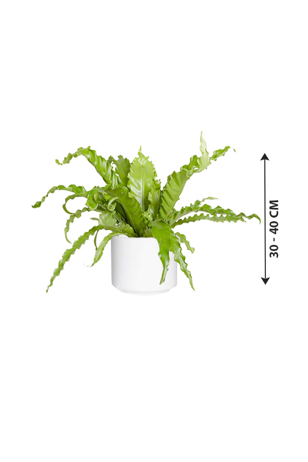 Birds Nest Fern - Asplenium Antiquum - Plantsworld.ae