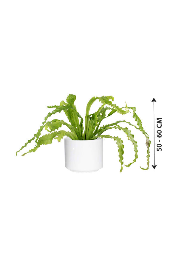 Birds Nest Fern - Asplenium Antiquum - Plantsworld.ae