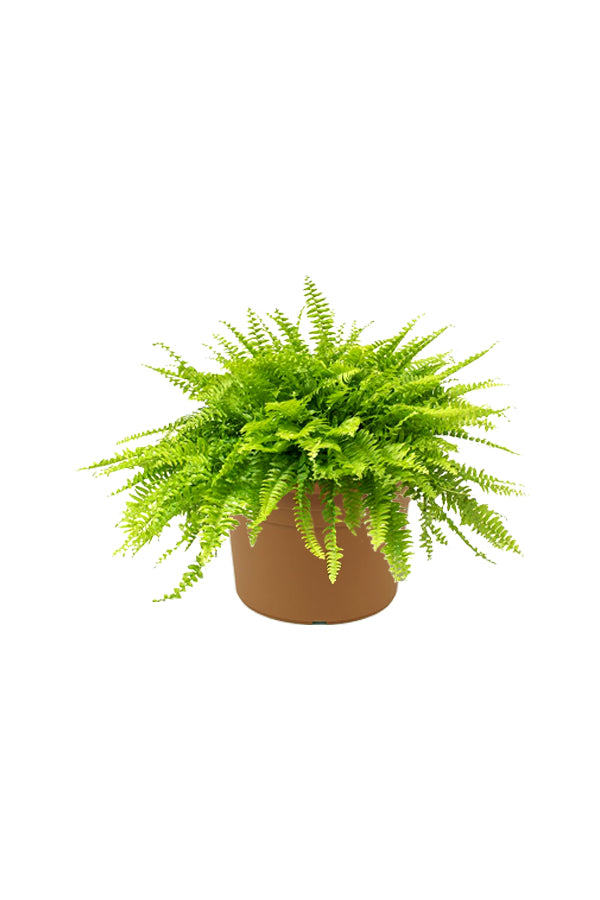 Boston Fern - Nephrolepis Exaltata - Plantsworld.ae