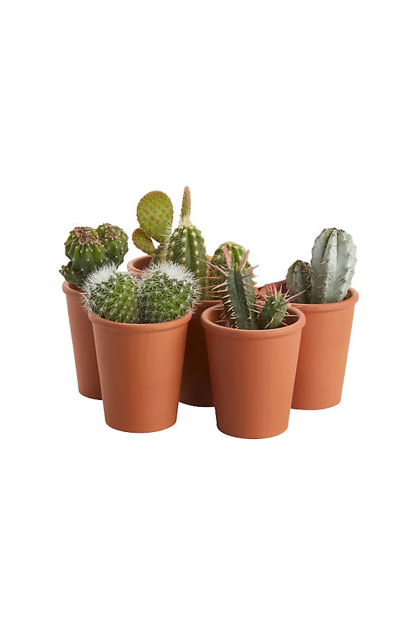 Cactus Collection - Set of 5 - Plantsworld.ae