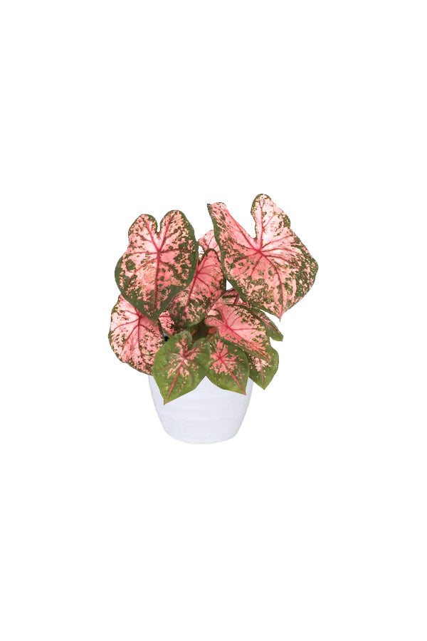 Angel Wings - Caladium Bicolor - Plantsworld.ae