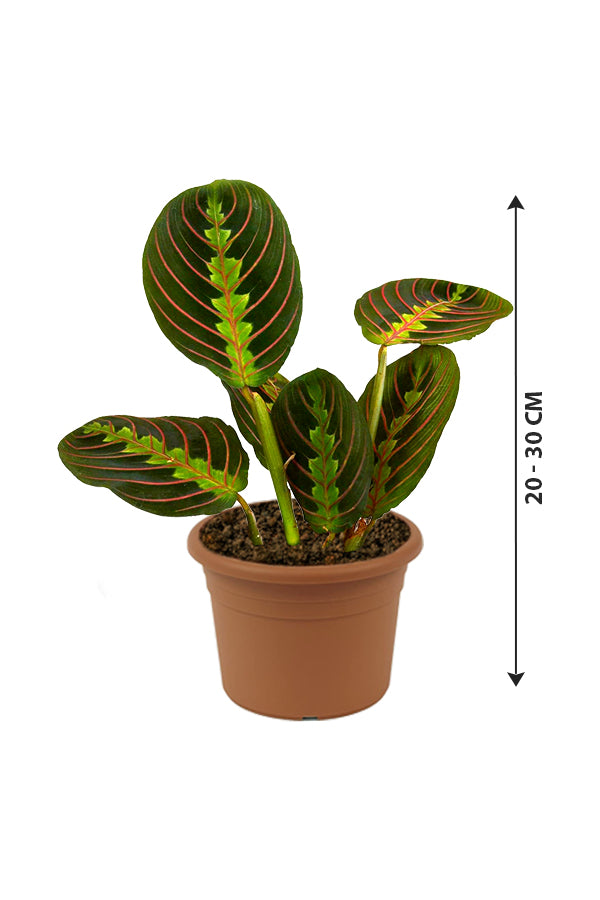 Calathea Maranta - Prayer Plant - Plantsworld.ae