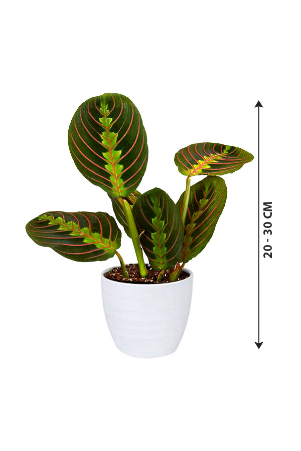 Calathea Maranta - Prayer Plant - Plantsworld.ae