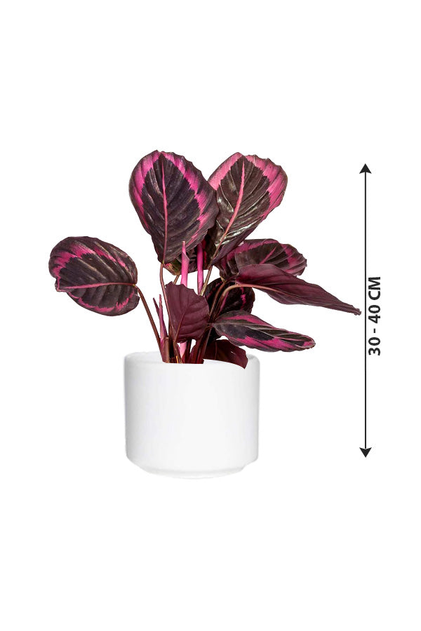 Calathea Dottie - Calathea Roseopicta - Plantsworld.ae