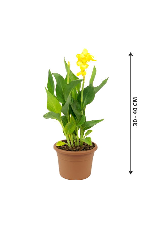 Canna Lily - Canna Indica - Plantsworld.ae
