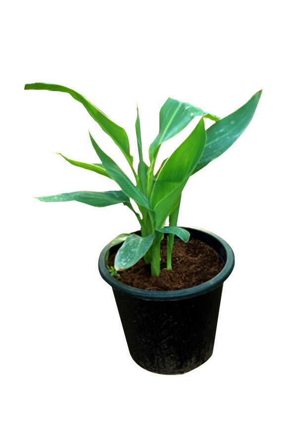 Canna Lily - Canna Indica - Plantsworld.ae