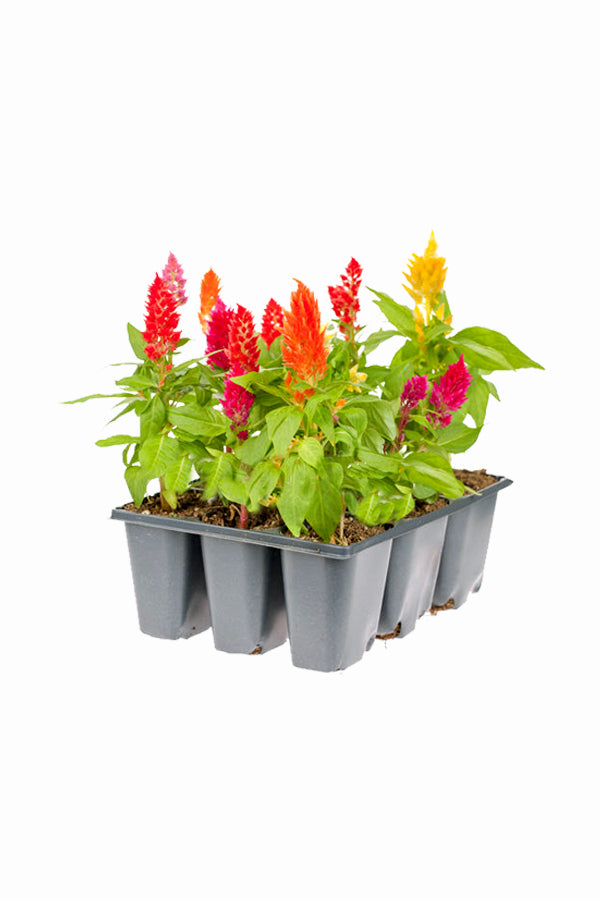 Cockscomb - Celosia Cristata - Plantsworld.ae