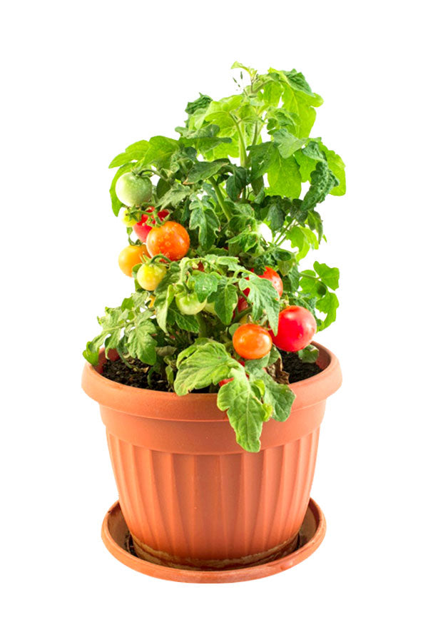 Tomato Plant - Solanum Lycopersicum with Ripe Red Tomatoes - Outdoor Fruit Plant - Plantsworld UAE
