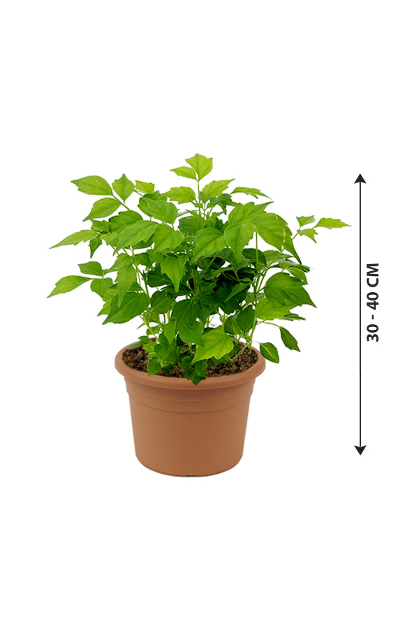 China Doll Plant - Radermachera Sinica - Plantsworld.ae