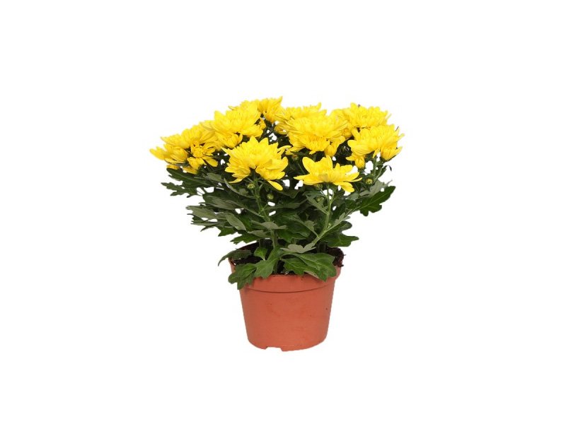 Chrysanthemum Indicum -Indoor Flowering Plant - Plantsworld.ae