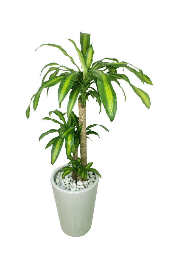 Premium Office Plant Combo - Mixed Species - Plantsworld.ae