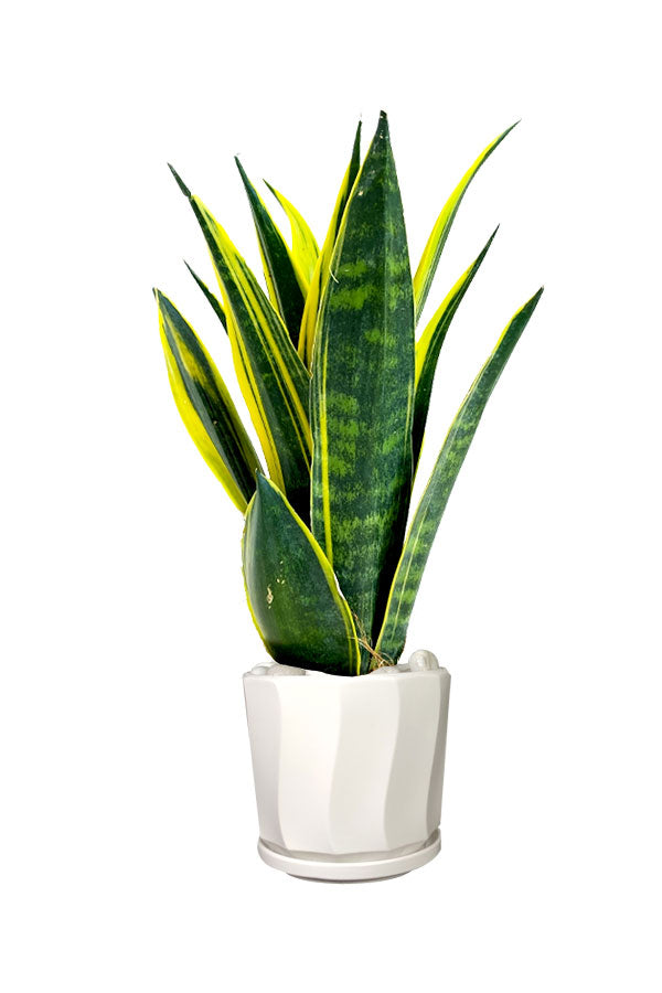 Titanium Office Plant Combo - Mixed Species - Plantsworld.ae