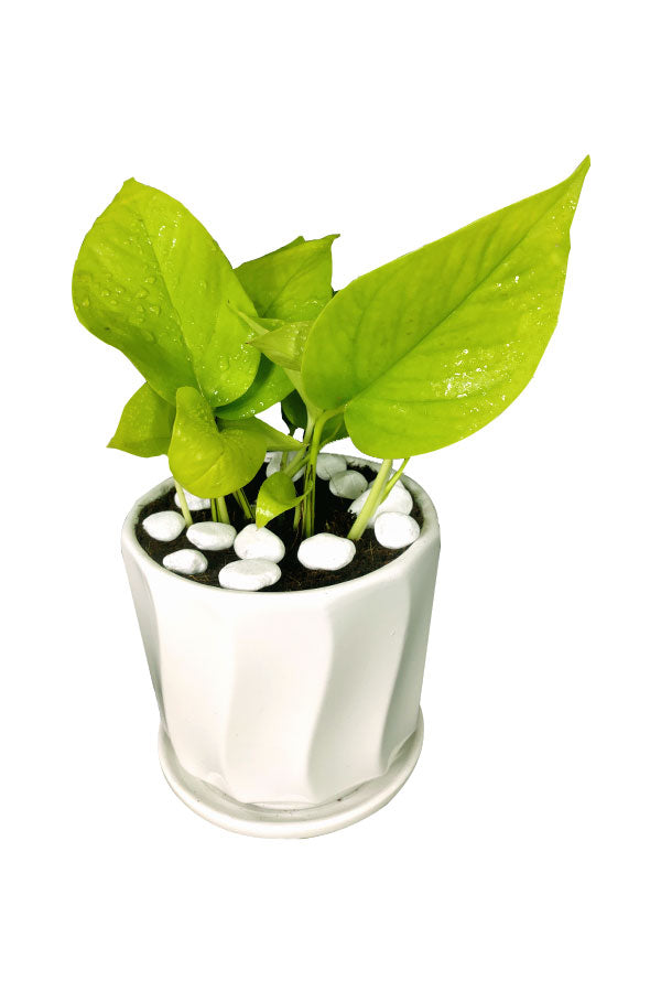 Diamond Office Plant Combo - Mixed Species - Plantsworld.ae