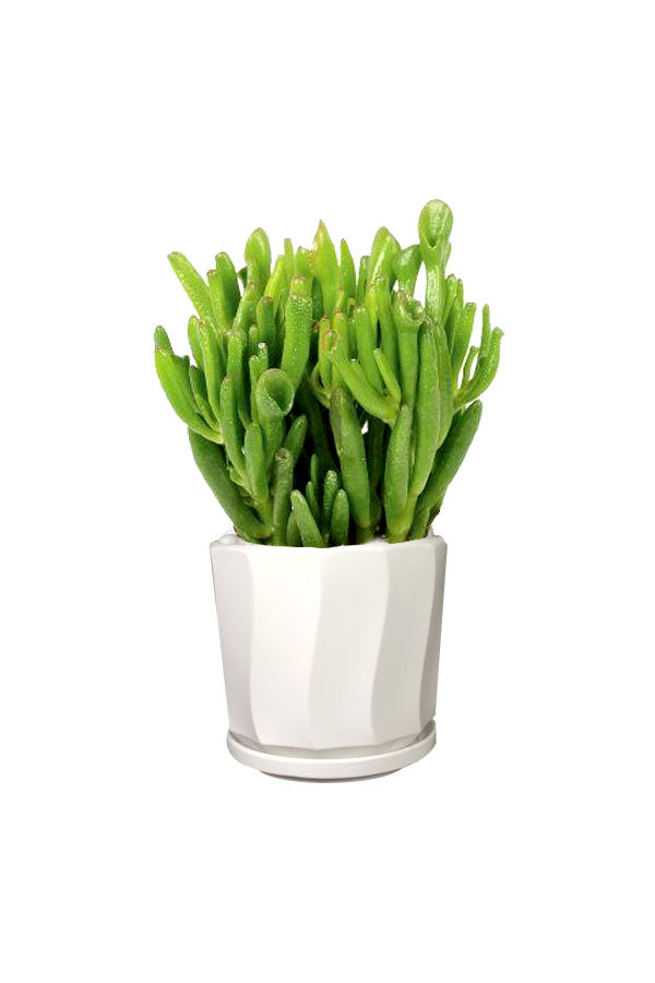 Premium Combo Package-Health Club - Plantsworld.ae