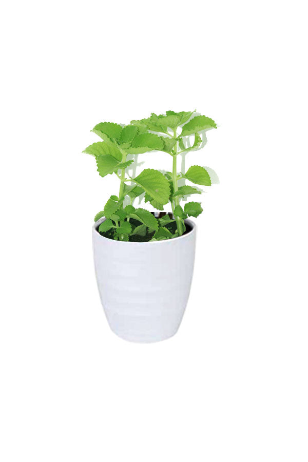 Titanium Combo - Saloon & Spa Package - Plantsworld.ae