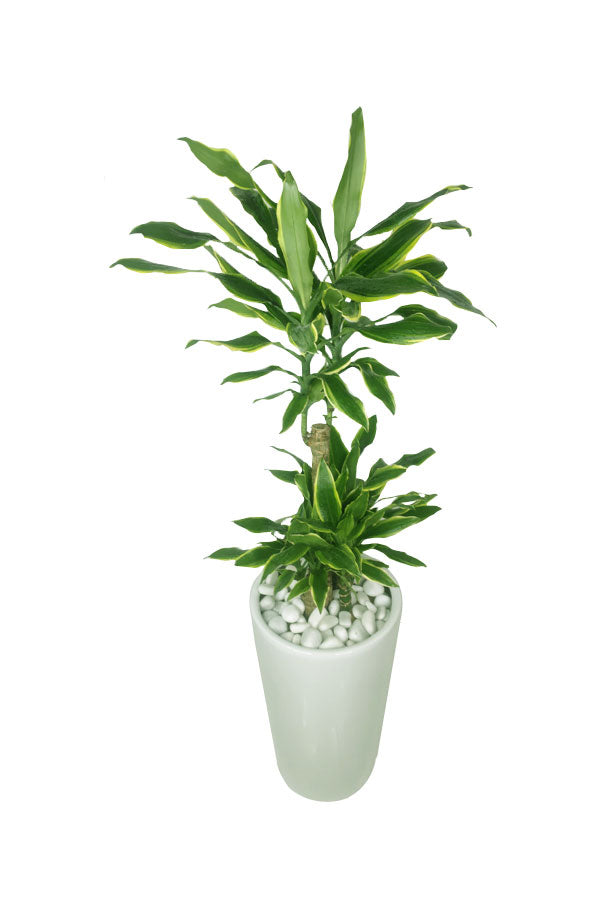 Dracaena Gold Coast Office Plant - Buy Indoor Plants Online at Plantsworld.ae