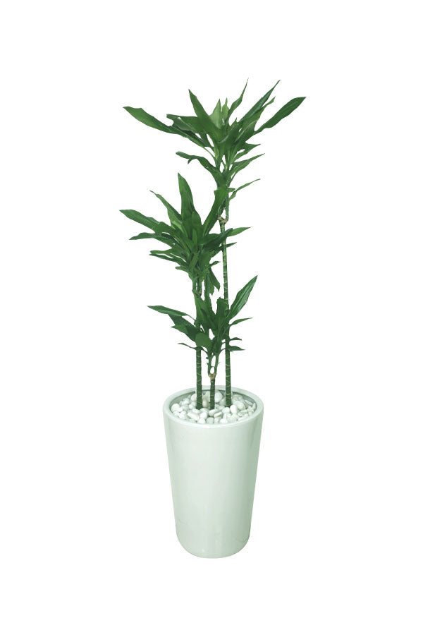 Dracaena Janet Craig Office Plant - Buy Indoor Plants Online at Plantsworld.ae