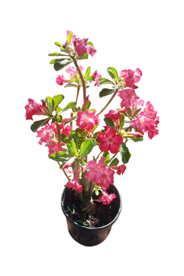 Grafted Desert Rose - Adenium Obesum - Outdoor Flowering Plant - Plantsworld.ae