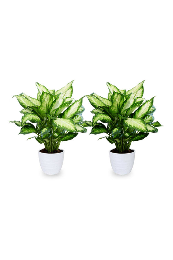 Buy One Get One Dumb Cane (Dieffenbachia Camilla) Indoor Plant