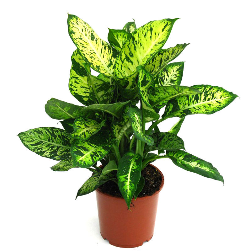 Dumb Cane - Dieffenbachia Seguine - Plantsworld.ae