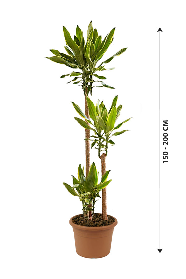 Dracaena Gold Coast -Dracaena fragrans "Golden Coast" - Plantsworld.ae