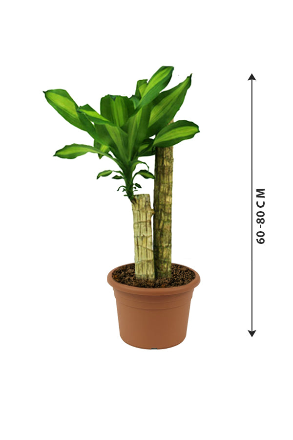 Dracaena Massangeana - Dracaena Fragrans - Plantsworld.ae