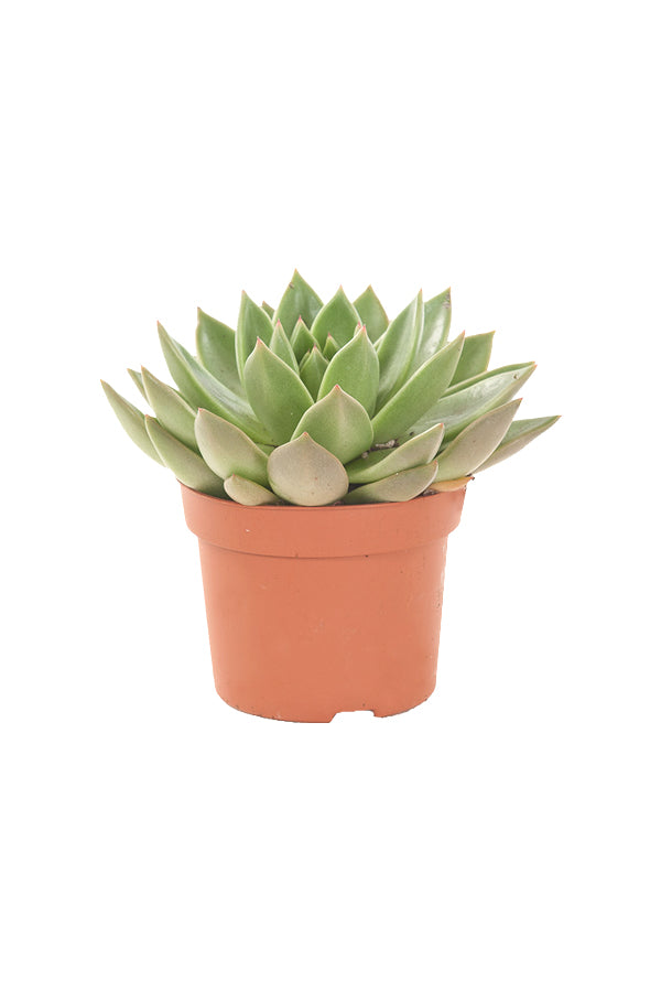 Echeveria OVR - Evergreen Succulent Flowering plant - Plantsworld.ae