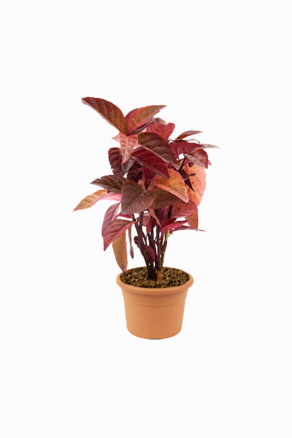 Eranthemum Black (Eranthemum Nigrum) ornamental plant in nursery pot with rich dark purple foliage for home garden decoration