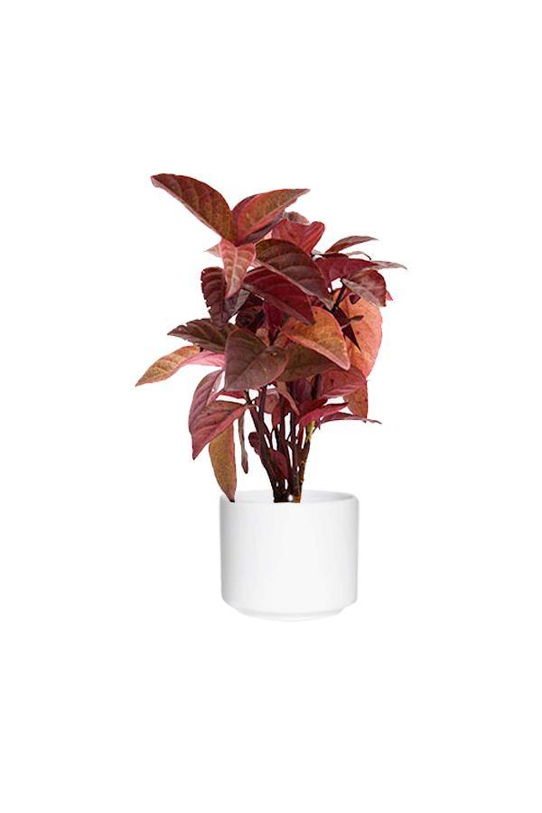 Eranthemum Black- Eranthemum Nigrum - Plantsworld.ae - {{ varient.name }}
