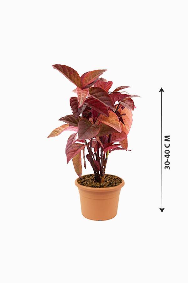 Eranthemum Black- Eranthemum Nigrum - Plantsworld.ae - {{ varient.name }}