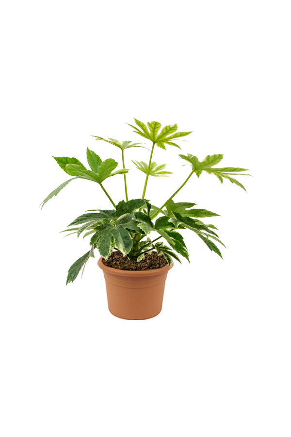Fatsia Japonica 'Variegata'- Paper Plant - Plantsworld.ae
