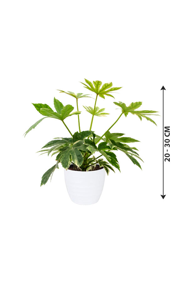 Fatsia Japonica 'Variegata'- Paper Plant - Plantsworld.ae